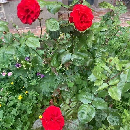 Rosamonde, Beachfront ヴィラ フェカン